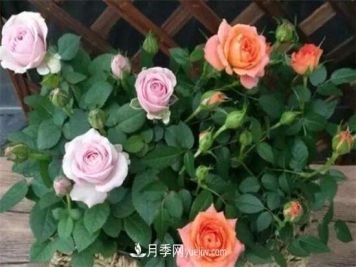 小盆栽月季花怎么养殖