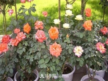 月季花修剪方法和注意事项