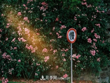 藤本月季的种植方法与养护办法，适当修剪更勤花