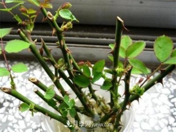 造成月季只长枝条而不开花有