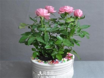 月季花可以浇茶叶水吗？不可以