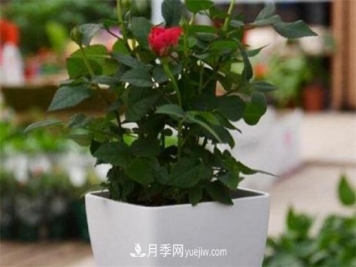 盆栽玫瑰花冬天怎么养？盆栽玫瑰冬天养护方法