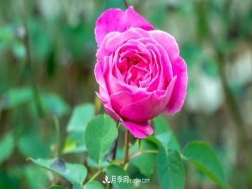 玫瑰花怎么养护？五步教你养好玫瑰花