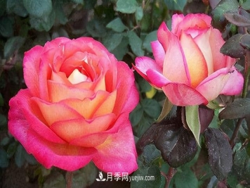 无水不文章！你平时的月季浇水方法对了吗？