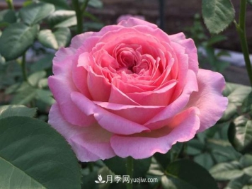 养壮根，才能长得壮，月季日常养护技巧
