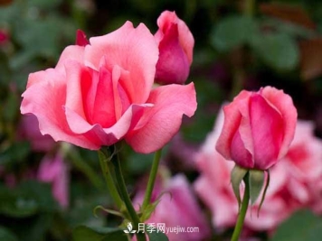 网购月季花木的巨坑，你们踩了几回！