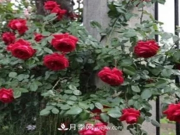 不用纠结藤本月季开花量少，你还没试试这三个小型藤本月季