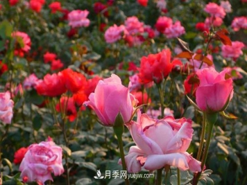 种植月季花必须使用营养土吗？