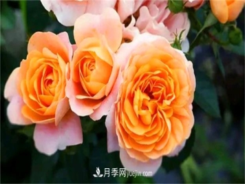 3个最不容错过的月季品种，颜值高香气浓，养护简单开花多