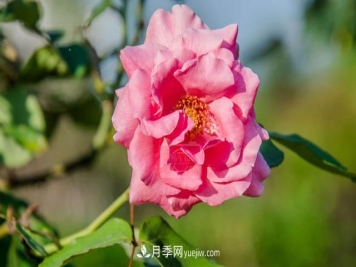 行行摄摄，发现月季花迷人的美艳，熟悉的花朵格外动人