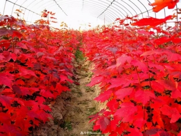 苗圃经营管理的8个基础要点，你掌握了吗？