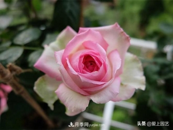 美貌与香味共存，抗病与长势双强，却没有火起来的月季