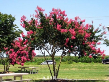 紫薇的园林绿化价值