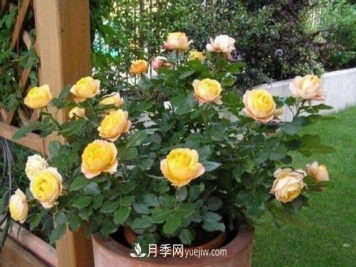 月季花长蚜虫怎么办？5个治疗方法轻松解决