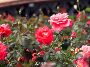 初冬赏花何处去？南京江宁这个近400亩的月季花海，赶紧安排！