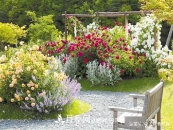 大卫·奥斯汀的月季王国