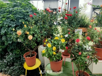 世界月季主题园在中国月季展中荣获金奖！