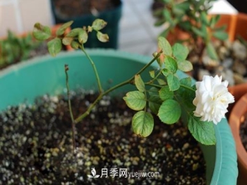 月季牙签苗怎么饲养