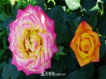 西安的春天，西部芳香园盛开的月季花