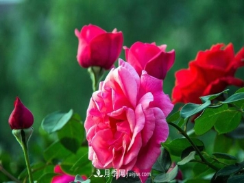 花卉养护：月季修剪有什么好处