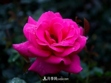 月季正红：唯有此花开不厌，一年长占四时春