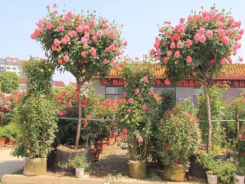 南阳月季批发：唯有此花开不厌，一年长占四时春