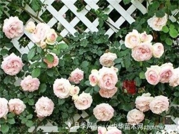 南阳藤本月季基地的主要品种