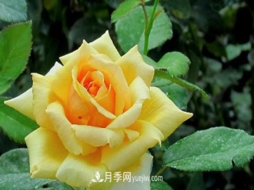 爬藤月季什么时间移植比较好？