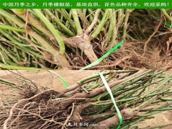 冬季实惠的裸根月季苗，栽种做好3件事，冬季室内有花看