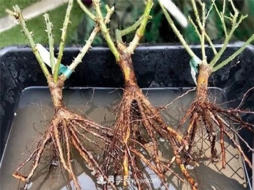 秋冬季节买的裸根月季苗，选购、上盆和恢复指南，南北地区差别大