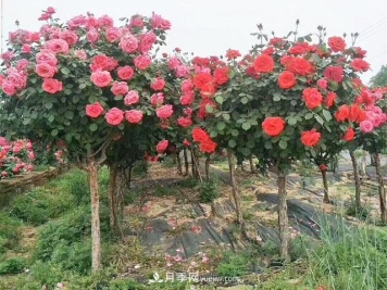 4个潮流绿化树，树状月季超高性价比，打造盛夏花园