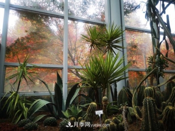 12种稀奇植物首次落户郑州植物园，免费对外展览