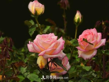 盆栽月季为什么花越开越小？要坚持每年换盆