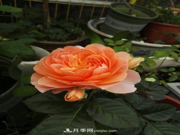 6款月季，家里养月季选它，好看好养好闻，是盆栽佳品