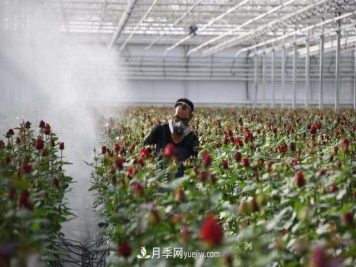 西北最大月季种质资源圃将落户兰州新区