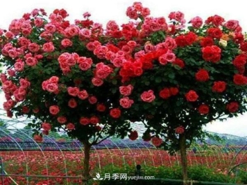 家庭园艺选择树状月季，花期长生命力强种植简单