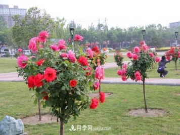 树状月季花的盆栽种植方法有哪些？