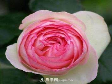 月季界的4大开花机器，养2种就拥有一个花园