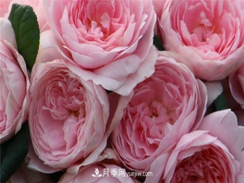 月季开花机器第一名是什么？请叫我第一名