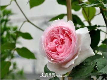 十大勤花月季名单，最经典勤花月季花推荐