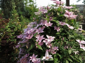 铁线莲花卉十大必买品种有哪些？