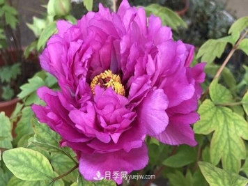 盆栽牡丹花的养殖方法和注意事项有哪些