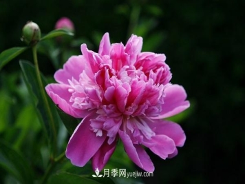 常见的草本植物有哪些？