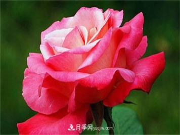 月季花的养殖方法，如何达到爆盆？