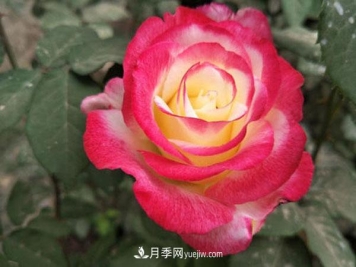 香水月季的栽培方法有哪些？