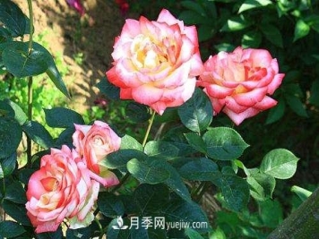 月季为什么老是黑杆？月季长虫怎么办？