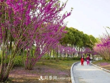 注意！苗木种植的4个误区