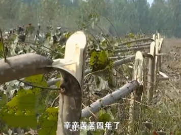 苗木如何防盗？