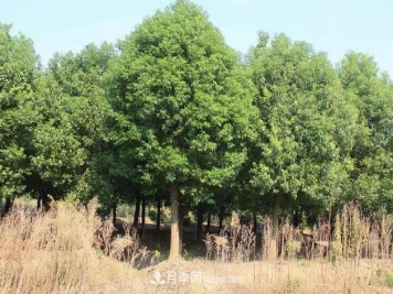 秋后苗木移栽“五个坑”