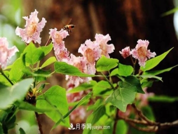 9种未来会大火的乡土观花乔木